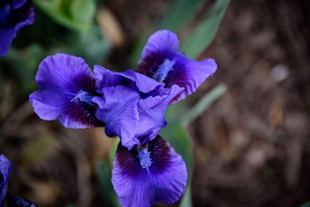 Morning Iris Photography Art | Steve Rizzi Photography