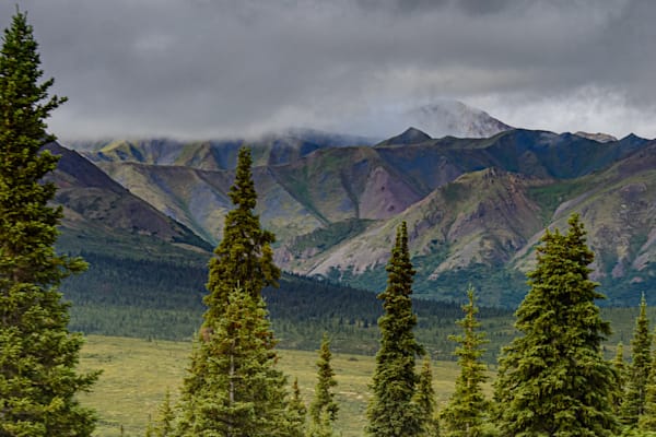 Pines in the Mountains