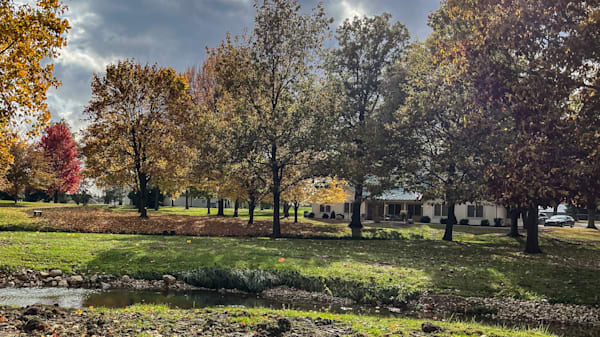 Willows in Autumn