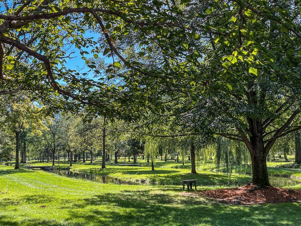 Tranquil Grove Photography Art | Steve Rizzi Photography