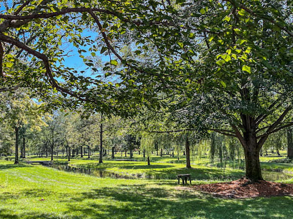 Tranquil Grove