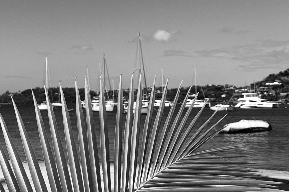 Marina Fronds Photography Art | Steve Rizzi Photography