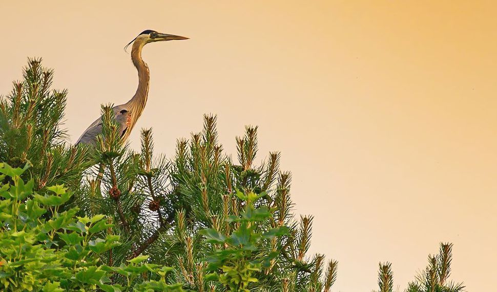 On Watch   Card Photography Art | Steve Rizzi Photography