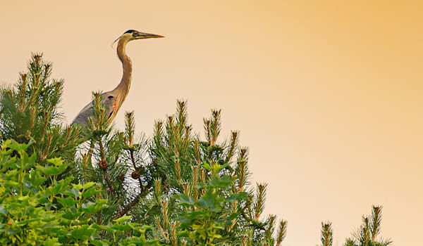 On Watch - Card