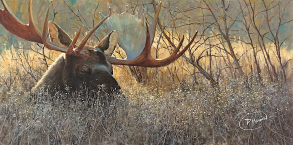 Art, Paintings, Wildlife, animals, ducks, birds, moose