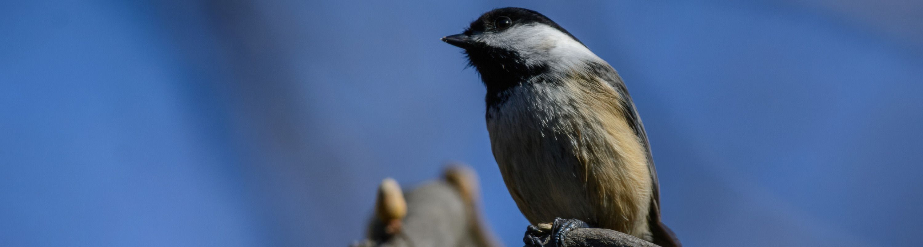 
        <div class='title'>
          editedMelissa LeMaire Photography (1)
        </div>
       