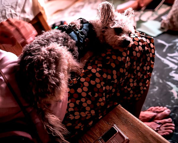 Puppy At Poetry Club Photography Art | Xan Blood Walker Fine Art Photography