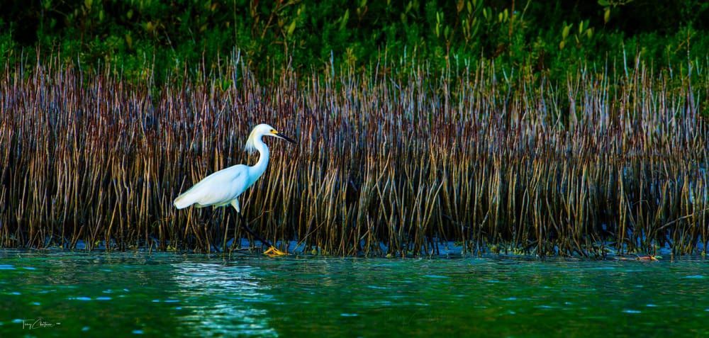 Aerial Tango Art | Fiovida Studio & Art Gallery