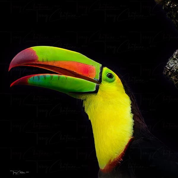Black Tucan Art | Fiovida Studio & Art Gallery