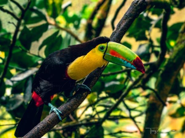 Keel Billed Art | Fiovida Studio & Art Gallery