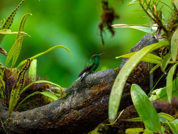 Hummingbird 8165 Art | Fiovida Studio & Art Gallery