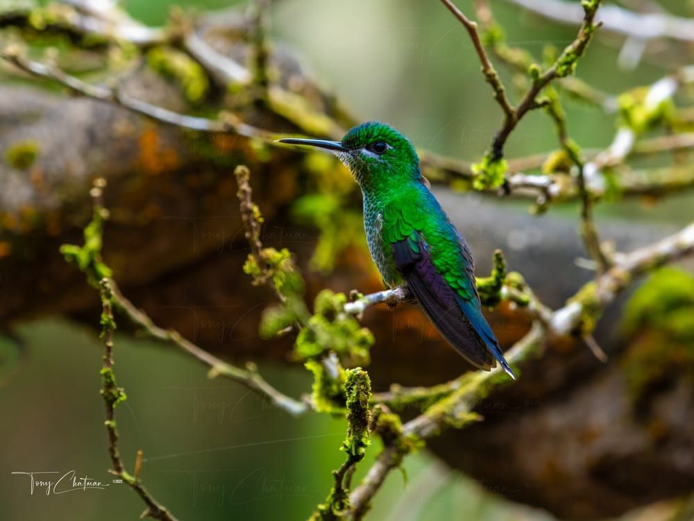 Hummingbird 8157 Art | Fiovida Studio & Art Gallery