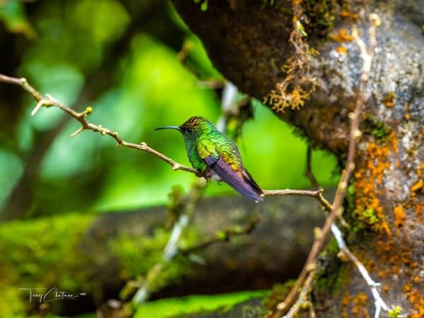 Hummingbird 18x24 Art | Fiovida Studio & Art Gallery
