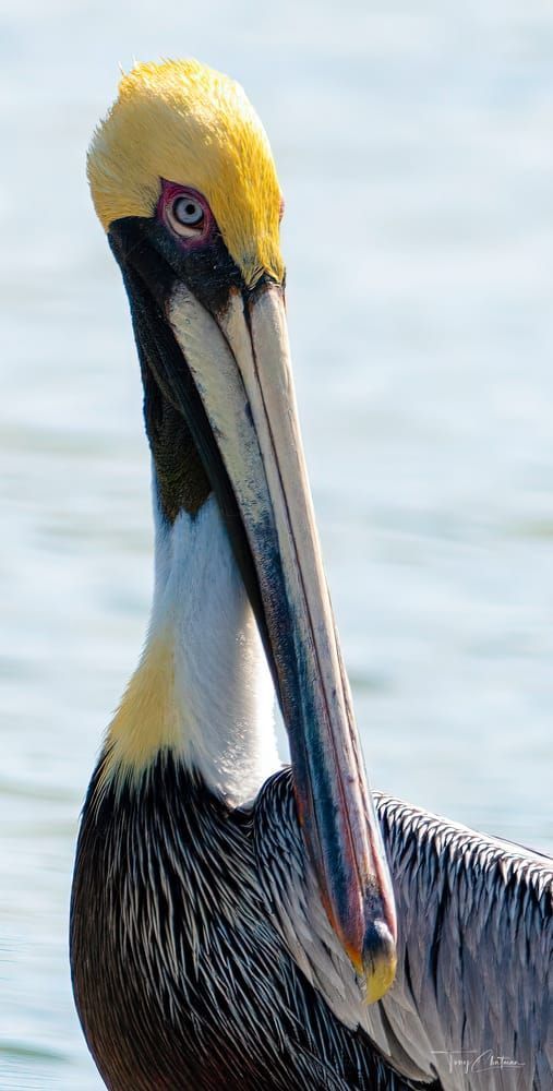 Majestic Blue Art | Fiovida Studio & Art Gallery