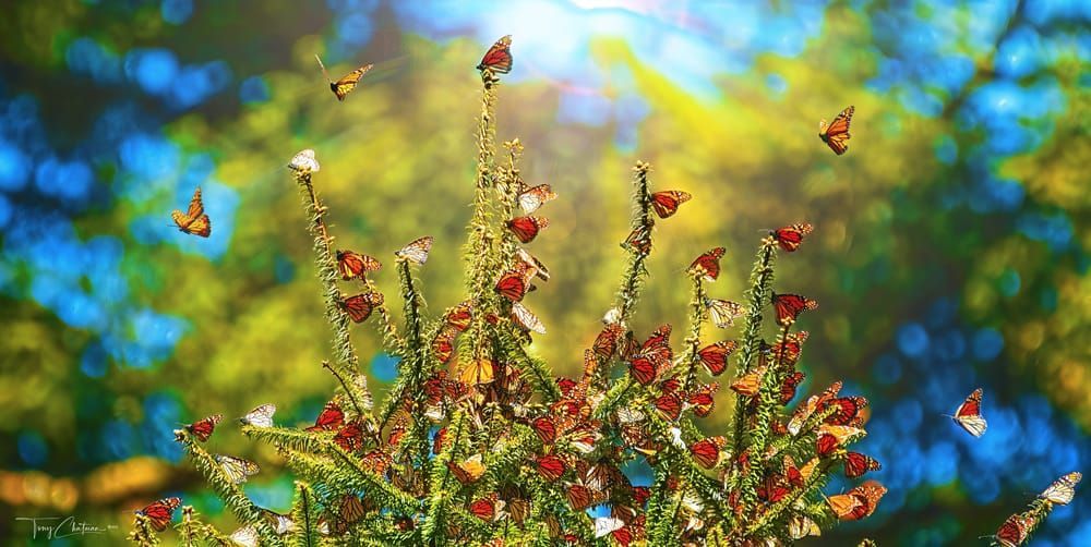 Spring Monarchs Art | Fiovida Studio & Art Gallery