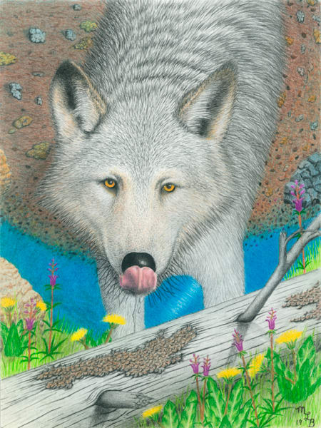 Pencil Drawings