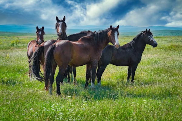 Band Of Horses Montana