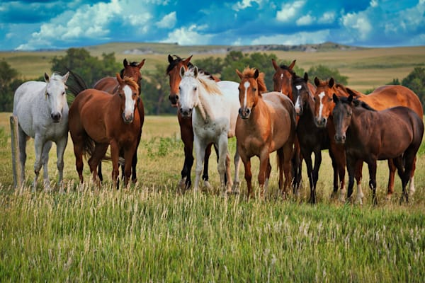 Band Of Horses South Dakota