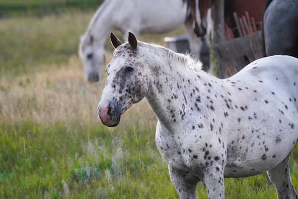 Black Hills Horse Custer SD