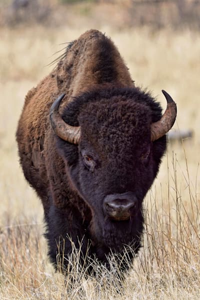 Bison Custer State Park