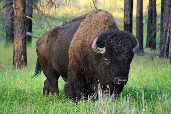 Bison Custer State Park In The Woods