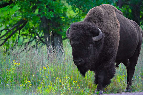 Bison Custer State Park In The Woods II