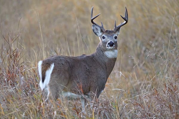 Custer Sd Mule Deer Buck