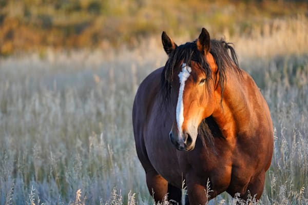 Custer Sd Horse