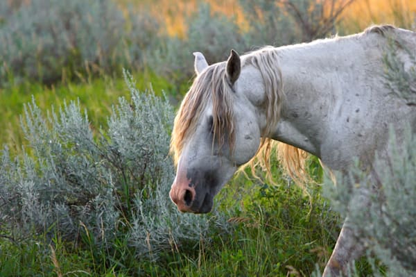 Gray Ghost Wild Horse Trnp 2