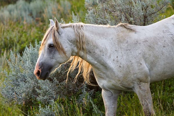 Gray Ghost Wild Horse Trnp