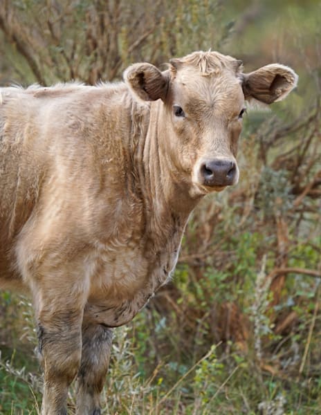 North Dakota Young Cow