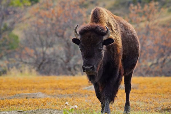 North Dakota Trnp Bison