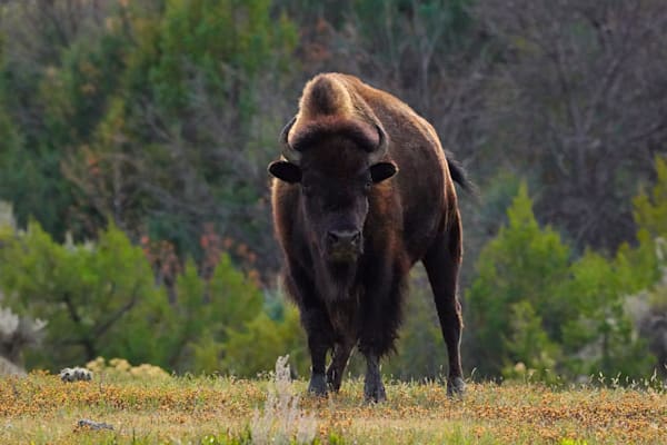 North Dakota Trnp Bison II