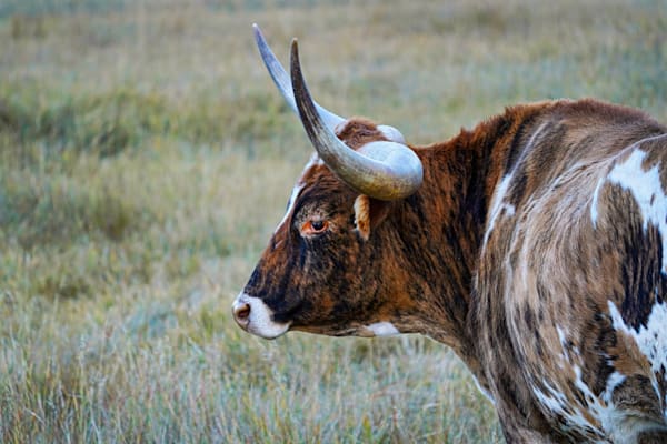 Long Horn Custer SD