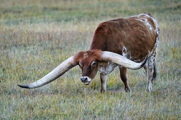 Long Horn Custer Sdak