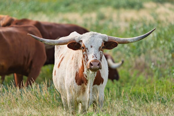 Long Horn Cow South Dakota