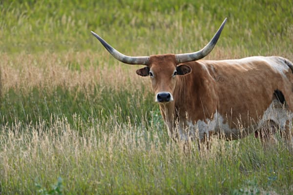 Long Horn Cow South Dakota