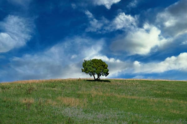 Lone Tree Up On A Hill Trnp