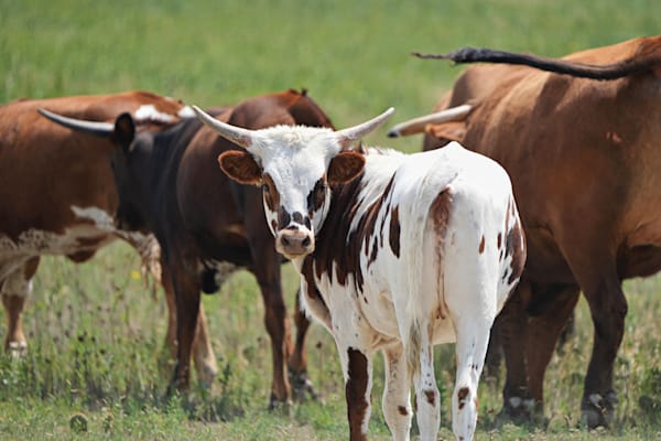 Young Longhorn Cattle