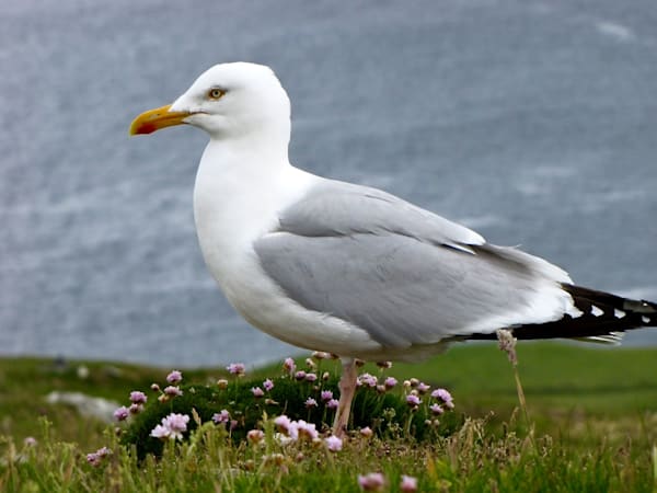 Ireland Seagull Photography Art | KAH Photography