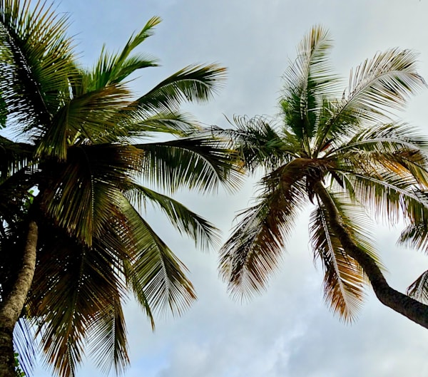 Palm Trees Carribbean I Photography Art | KAH Photography