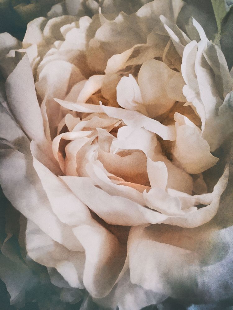 Floral Peony Img 2332 Art | Lisa T, LLC dba Studio Artistica