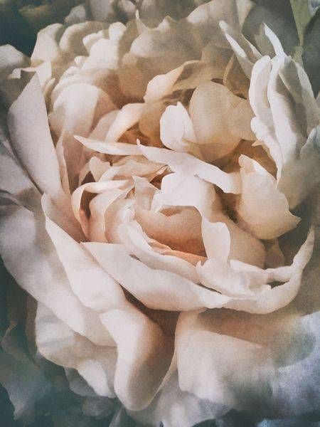 Floral Peony Img 2332 Art | Studio Artistica Lisa T, LLC