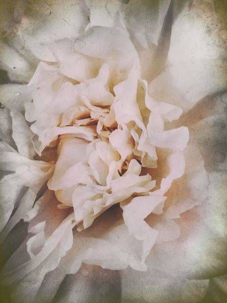 Blushing Peony Ix Art | Lisa T, LLC dba Studio Artistica