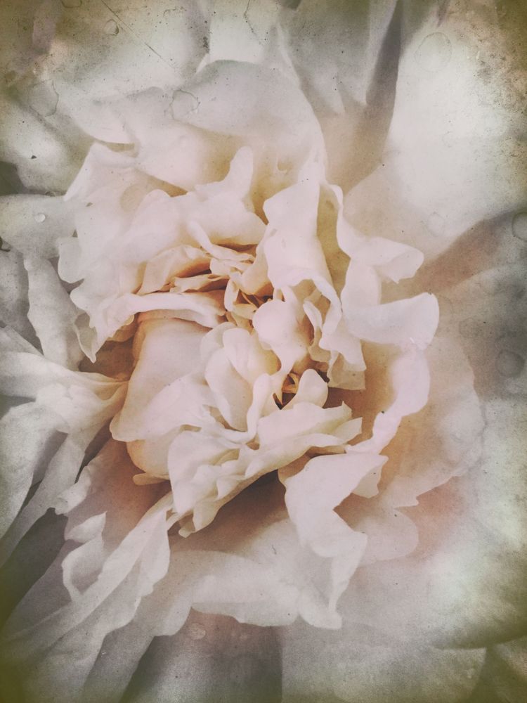 Blushing Peony Ix Art | Lisa T, LLC dba Studio Artistica