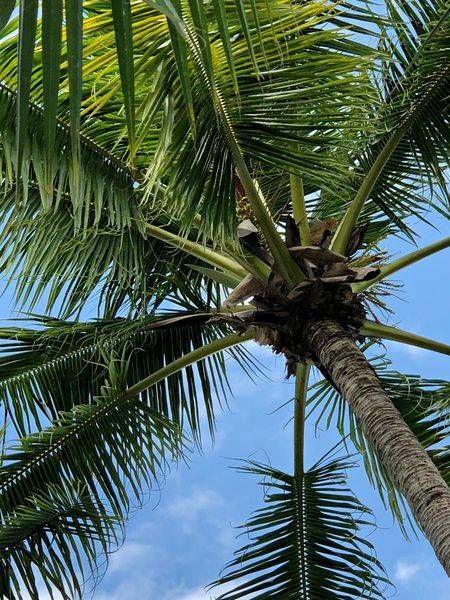 Palms:  Crown Ii Art | Lisa T, LLC dba Studio Artistica