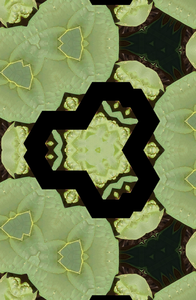 Water Lily Art | Lisa T, LLC dba Studio Artistica