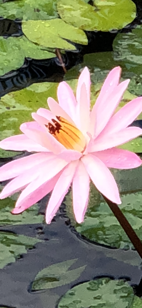 Water Lilies:  Pink Petals Art | Lisa T, LLC dba Studio Artistica