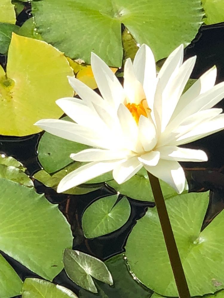 Water Lilies:  Peace Art | Lisa T, LLC dba Studio Artistica