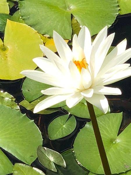 Water Lilies:  Peace Art | Lisa T, LLC dba Studio Artistica